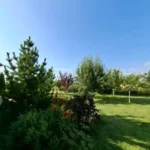 privatus sklypas su pušimis ir vaismedžiais