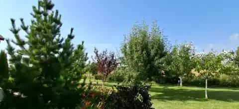 privatus sklypas su pušimis ir vaismedžiais